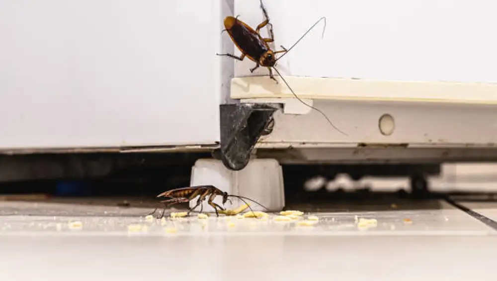 Cucarachas buscando alimento bajo una nevera
