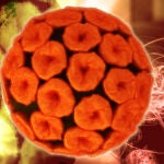 VPH. Virus del papiloma humano