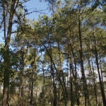 La nueva reforestación cuenta con la certificación internacional FSC, que garantiza la gestión del bosque con criterios de biodiversidad y beneficios para la población local