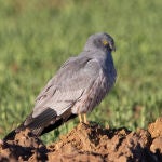 Ejemplar de Aguilucho Cenizo macho