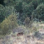 Un lince ibérico en la localidad zamorana de Sanabria