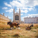 El campo de flores de King's College se cosecha cada agosto con la ayuda de caballos. Los fardos resultantes, llenos de semillas de flores silvestres, se entregan a los jardineros de otros colegios de Cambridge para que inicien sus propios campos de flores. 