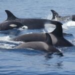Cueva de las Orcas, origen de una pesca milenaria