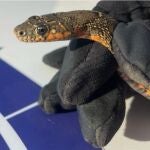 Imagen de la serpiente 