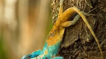 Calotes goetzi