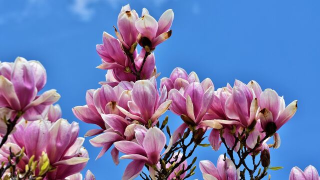 &Aacute;rbol de magnolia