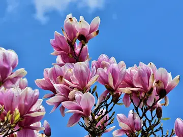 Árbol de magnolia floreciendo Árbol de magnolia
