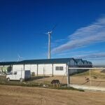 Los molinos de viento que enloquecen a los conejos y les vuelve caníbales