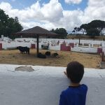 El lío de los toros en El Batán