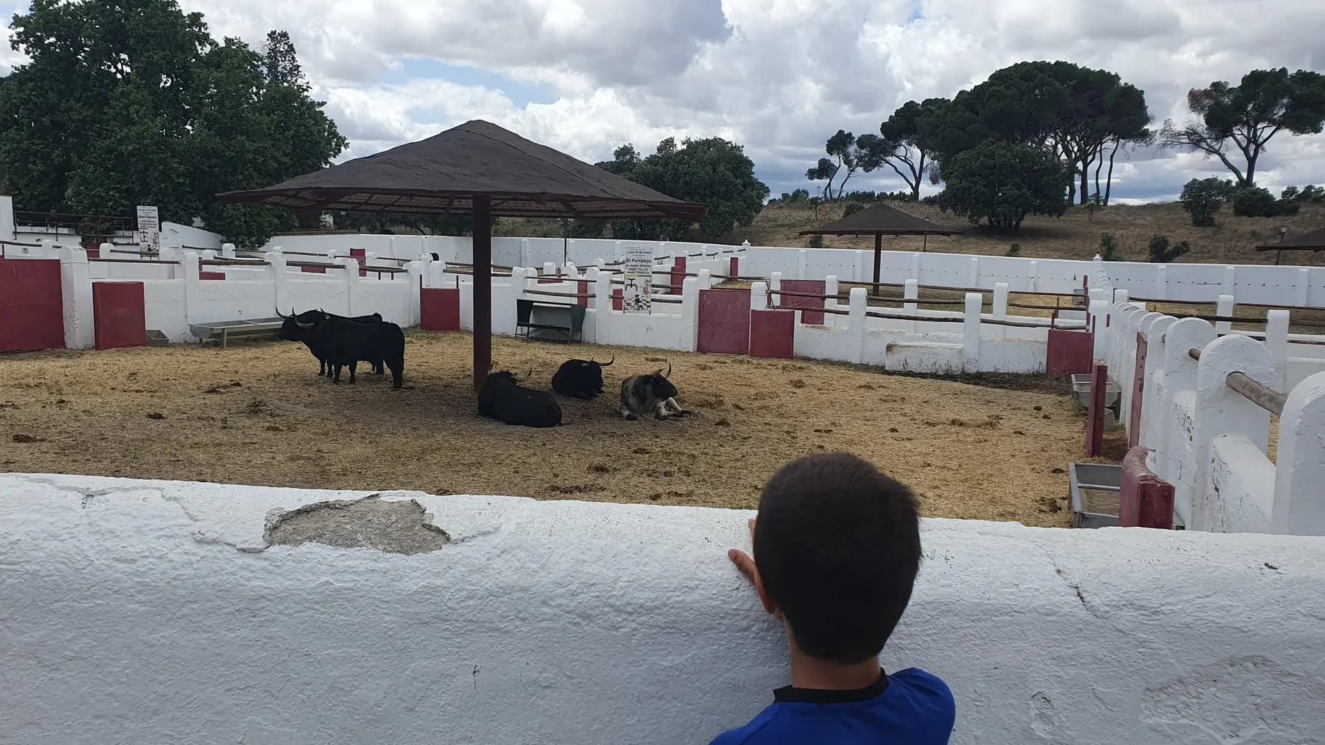 toros batán