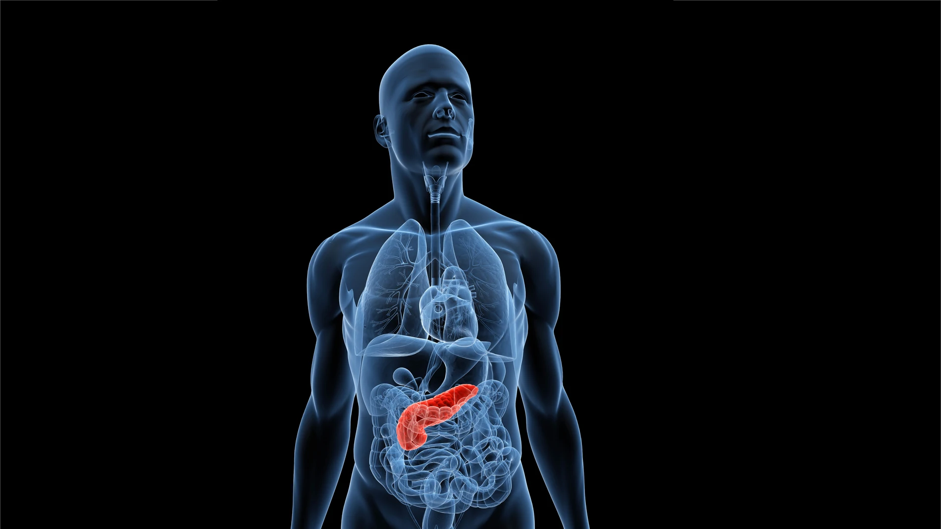 Imagen del páncreas en un cuerpo masculino