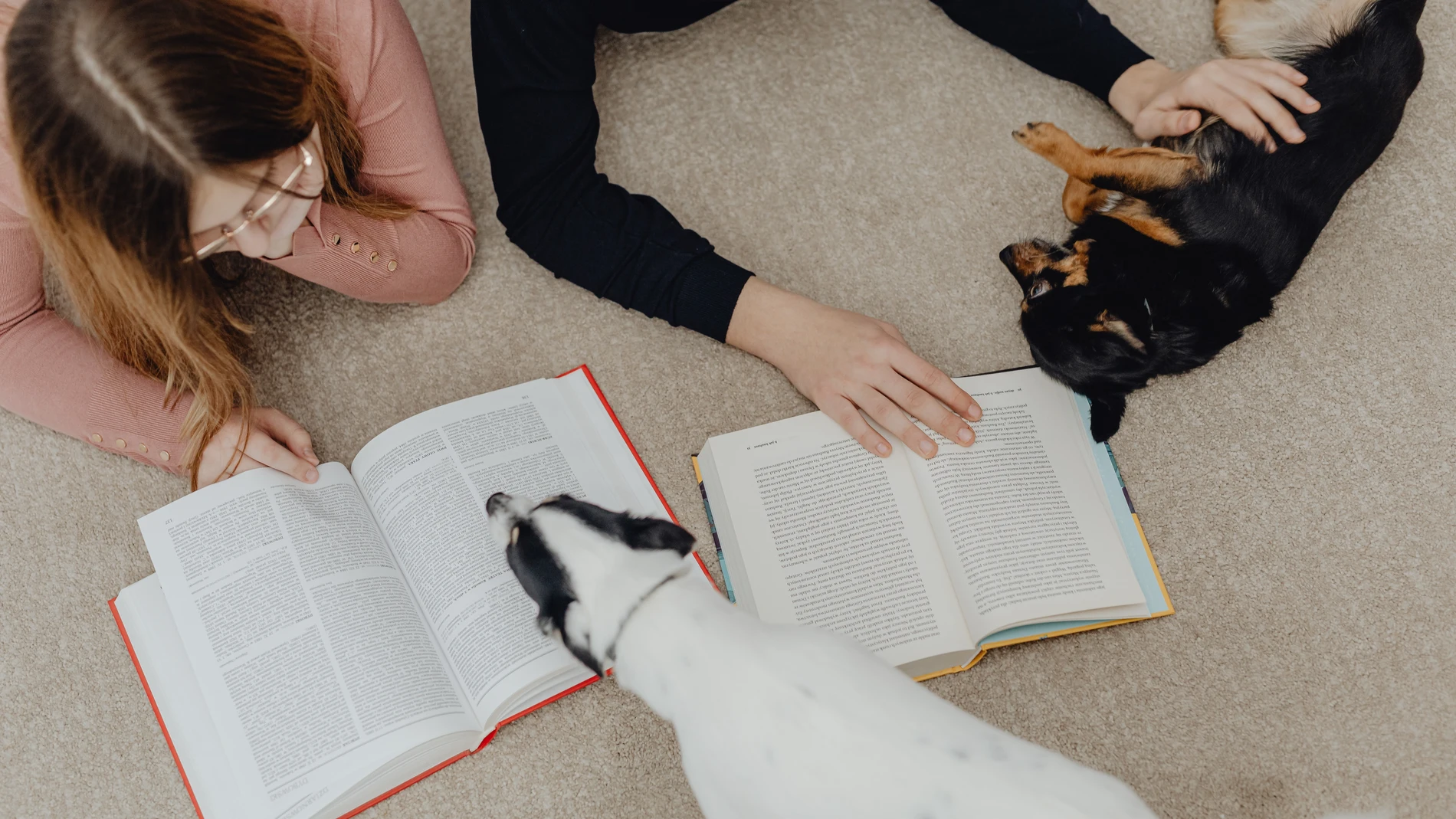El contacto con perros y gatos puede ayudar a los estudiantes a disminuir el bloqueo que genera la época de exámenes
