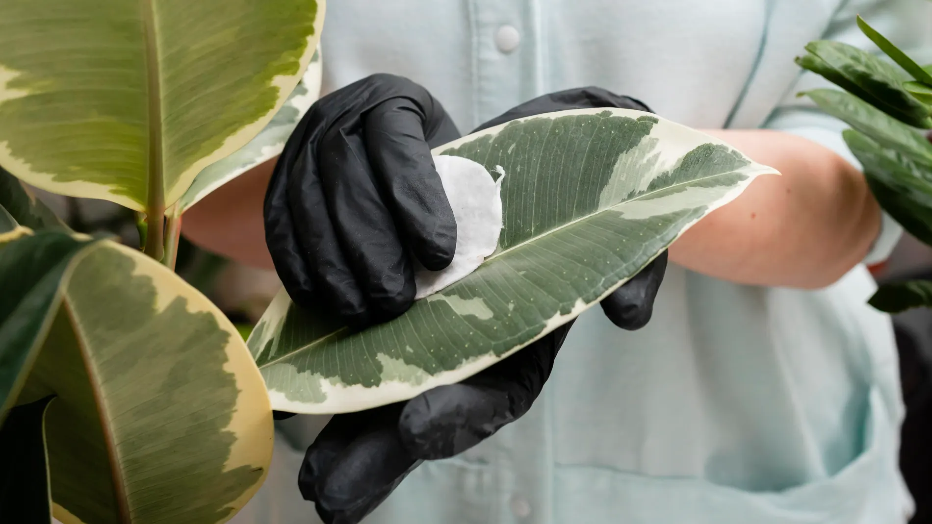 Planta ciencia
