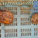 Desactivadas dos granadas de mano de la Primera Guerra Mundial en una máquina industrial de patatas