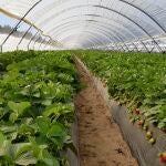 Sánchez alerta del "riesgo" para agricultores de la ley de regadíos andaluzas y Moreno rechaza su "demagogia" con Doñana