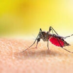 Un mosquito picando a una persona