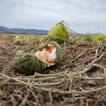 Las lluvias y el granizo han destrozado muchos cultivos en zonas como Lorca y Jumilla