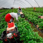 Imagen de archivo de recogida de fresas