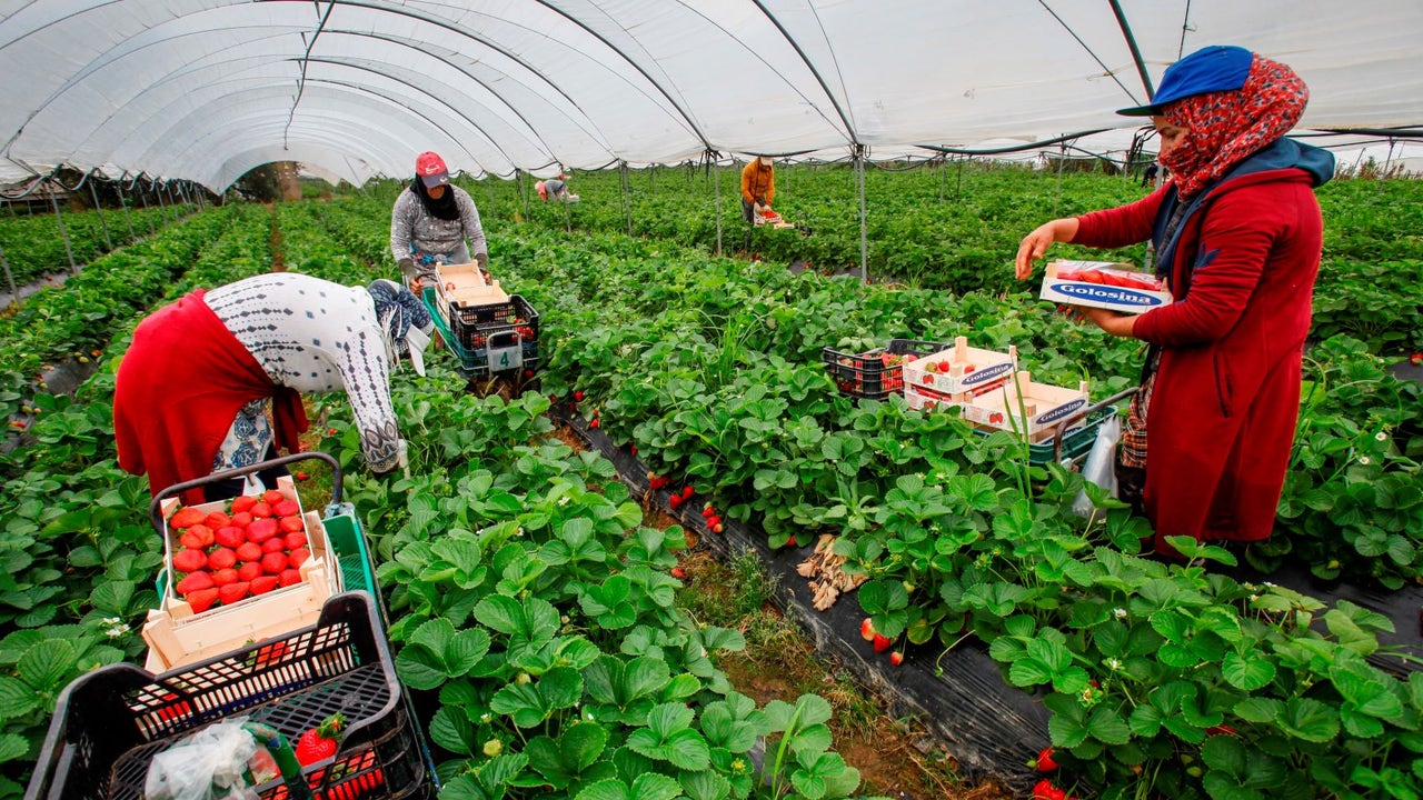 Los productores de fresa de Huelva piden más marroquíes para la recogida de la fruta