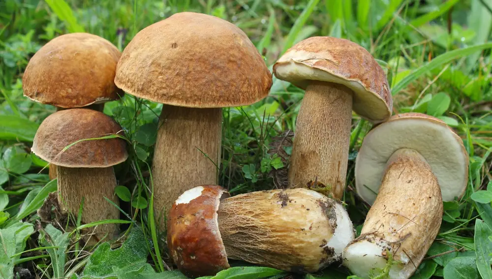 Ejemplares de boletus reticulado