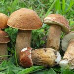 Ejemplares de boletus reticulado