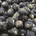 Los nutricionistas y expertos recomiendan ciertos alimentos que mejoran la salud y contienen múltiples nutrientes