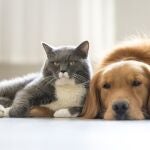 Es fundamental estar atentos a señales sutiles que indiquen problemas en los animales sénior