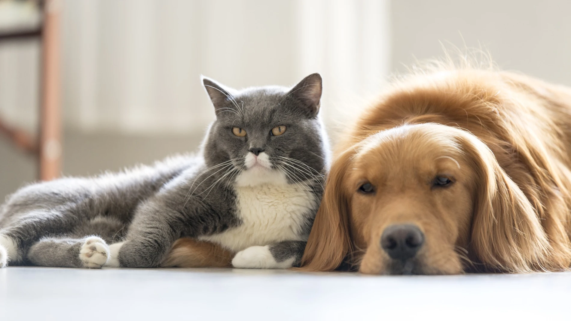 Es fundamental estar atentos a señales sutiles que indiquen problemas en los animales sénior