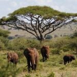 Los grandes mamíferos africanos están desapareciendo y estamos más cerca de saber por qué