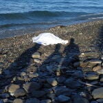 Hallan a dos inmigrantes muertos en la costa de Adra (Almería) tras llegada de dos pateras