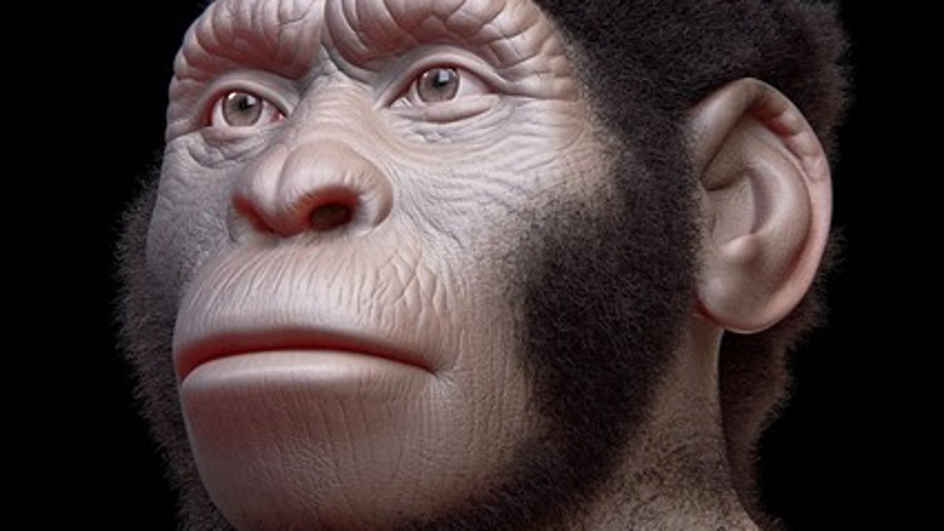 Reconstrucción digital del Homo naledi