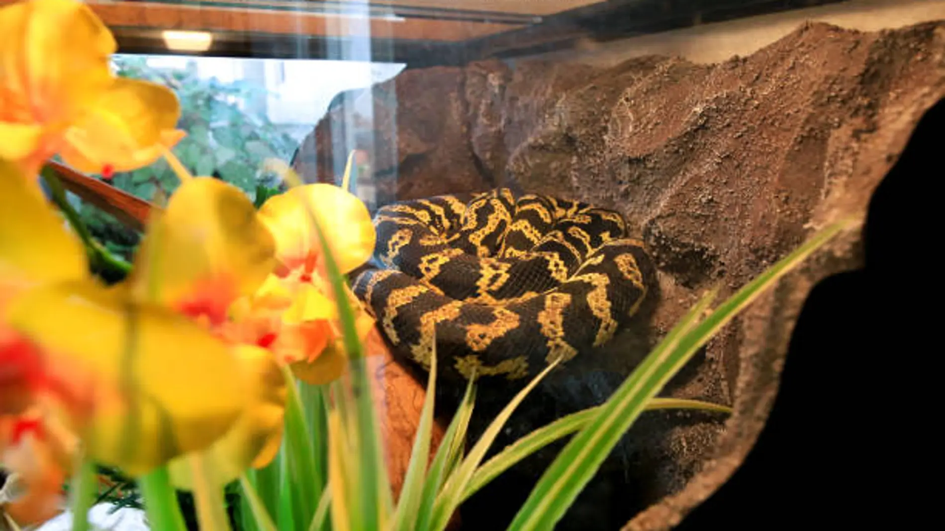 Una serpiente