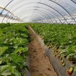 Las fresas son compatibles con Doñana si se ejecutan las obras hidráulicas