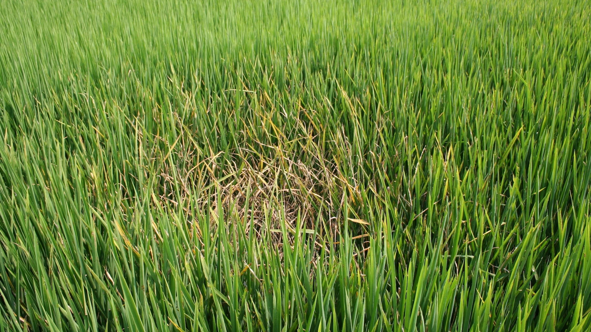 Tizón del arroz en un cultivo de arroz de California. Investigadores estadounidenses y chinos utilizaron la edición genómica CRISPR para crear una variedad de arroz de alto rendimiento resistente a esta importante plaga fúngica.