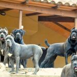 Ejemplares de Corso Cane 
