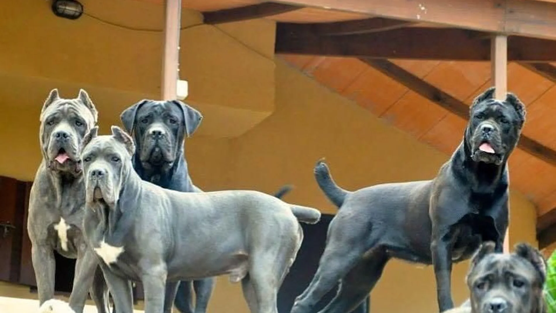 Entrevista al fundador de Corsos del X-Man, Juanma Morato: "Entrenamos a perros contra los "okupas" y ladrones