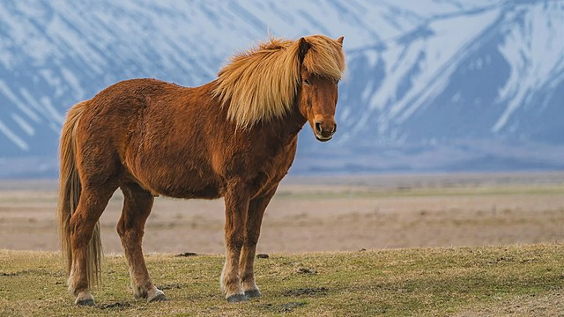 Un caballo de la raza Zaniskari, procedente de la india, mira con envidia tus 5 dedos que te permiten leer este artículo