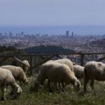 -FOTODELDÍA- BARCELONA, 06/04/2022.- Un rebaño de ovejas y cabras pasta desde este miércoles en la vertiente barcelonesa del Parque Natural de Collserola, el pulmón verde de Barcelona, en un plan piloto del ayuntamiento de la ciudad condal con el que se pretende reducir el riesgo de incendios forestales con una limpieza del sotobosque ecológica y sostenible.