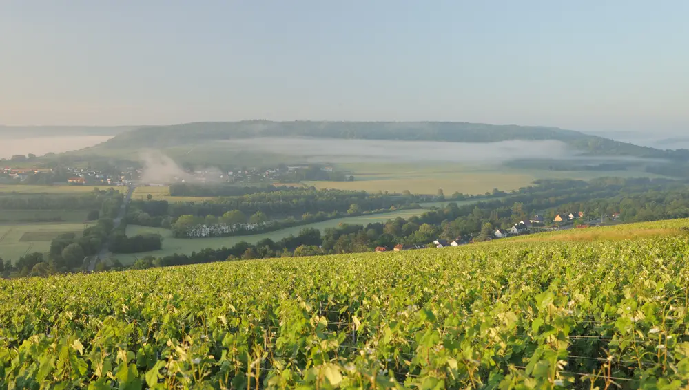 Los viñedos de Épernay, en la champaña francesa
