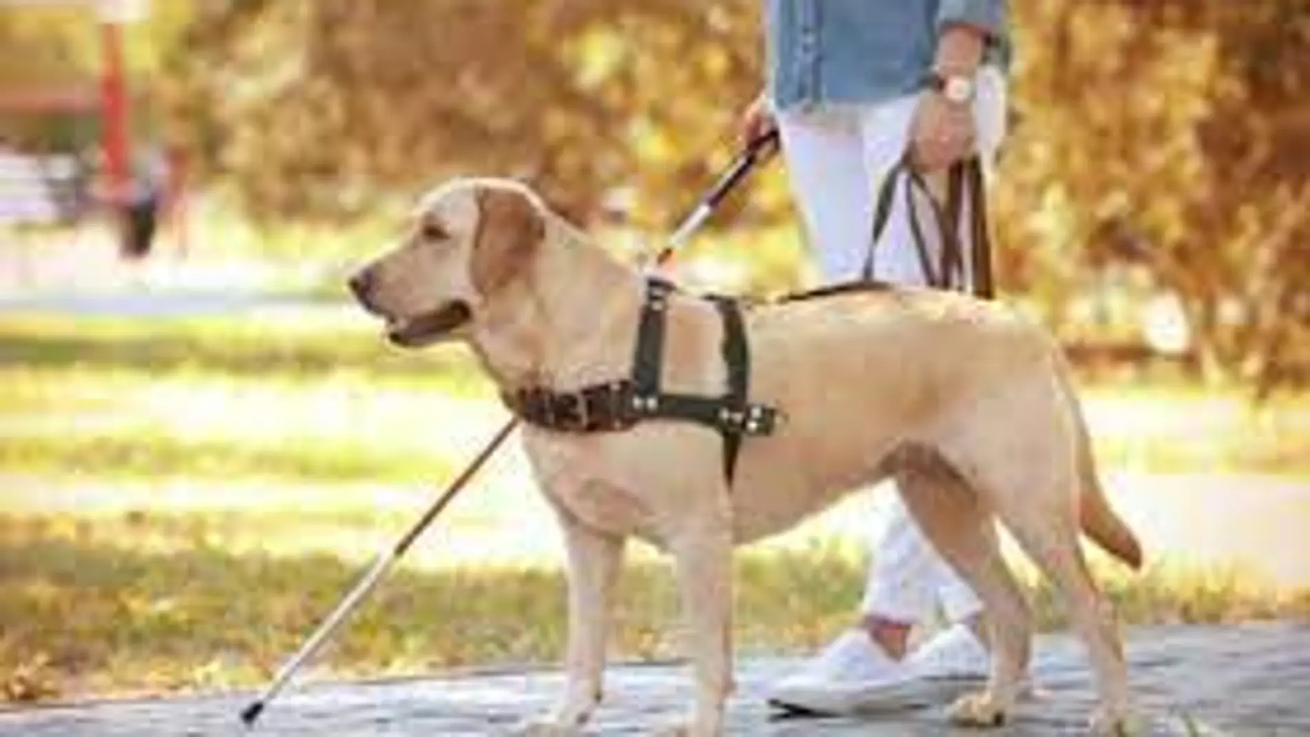 Un perro guía