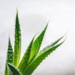 Planta de aloe vera 