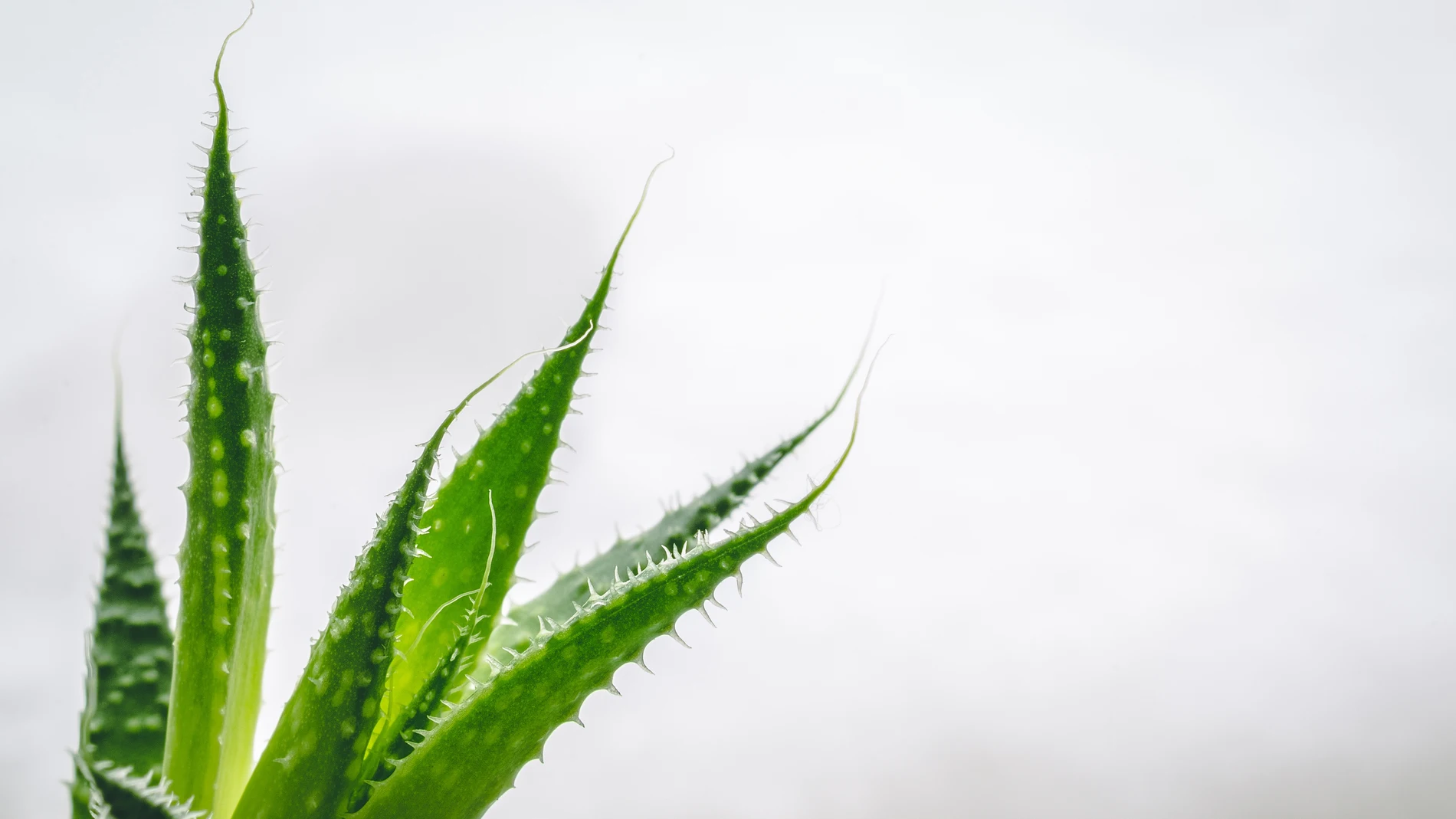Planta de aloe vera