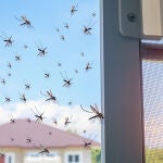 Los mosquitos prefieren picar en los pies o los gemelos, y se sienten atraídos por compuestos como el dióxido de carbono