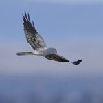 Aguilucho Cenizo en vuelo