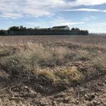 Zona de las prospecciones arqueológicas cerca del cortijo de El Catalán