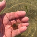 El diminuto cangrejo de mar que esconde las claves de la eterna juventud 