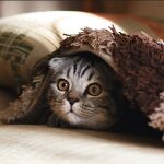 ¿Estás seguro de que tu gato está bien? 