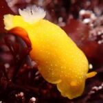 Babosa marina Doriopsilla fulva