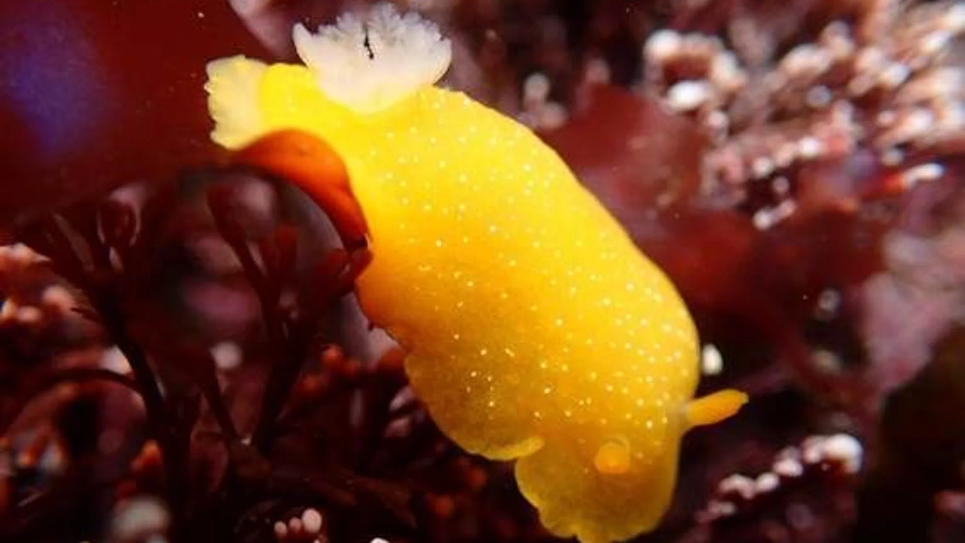 Babosa marina Doriopsilla fulva