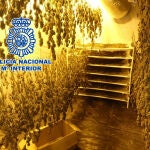 La Policía Nacional encuentra tres naves industriales llenas de marihuana en Alicante